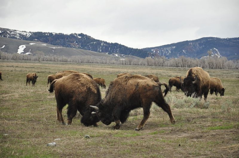 Bison fighting in Grand Teton National Park in Moose, Wyoming – Author: unner – CC BY-SA 3.0