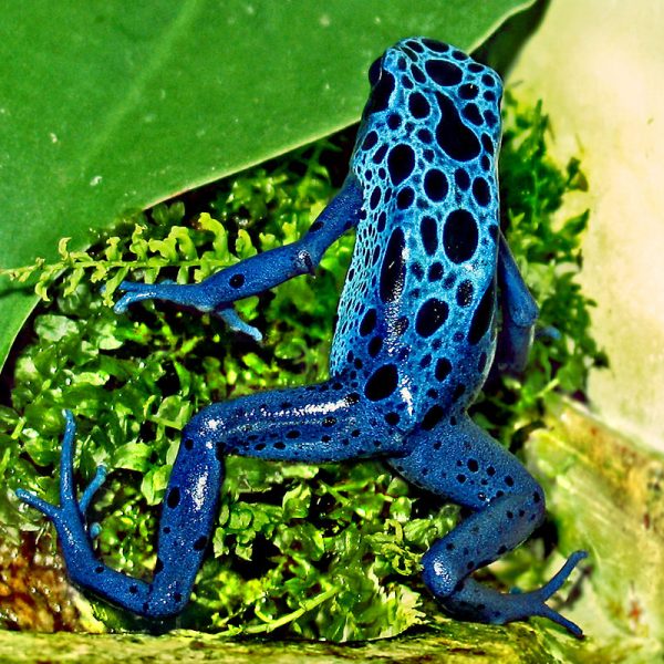 Blue Poison Dart Frog – Author: Wildfeuer – CC BY-SA 3.0