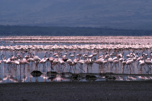 Lesser Flamingos (Phoenicopterus minor) nesting on the shoreline of Lake Bogoria in Kenya – Author: Bob Walker –CC BY-SA 2.5