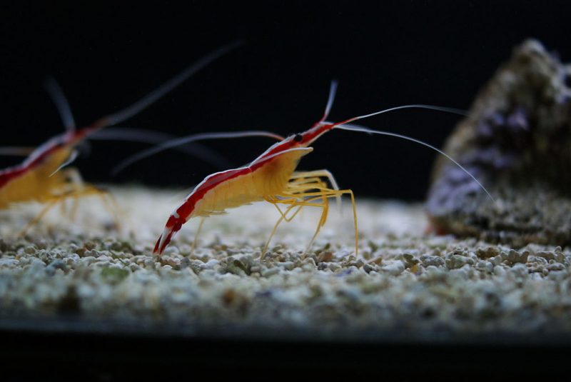 Most shrimp such as Lysmata amboinensis live in fairly shallow waters and use their “walking legs” to perch on the sea bottom – Author: Хомелка – CC BY-SA 3.0