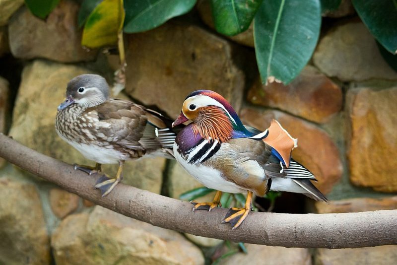 Male and female mandarin ducks on a branch – Author: RonPorter – CC0