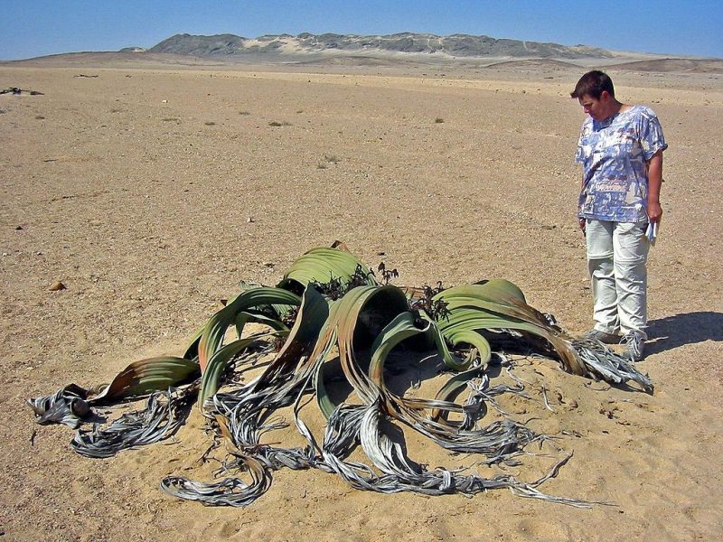 The Welwitschia plant is considered a living fossil, and is found only in the Namib Desert – Author: Thomas Schoch – CC BY-SA 3.0
