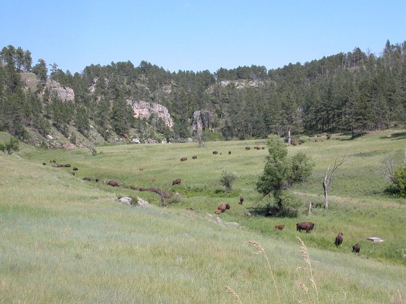 Part of the Wind Cave bison herd – Author: Downshifter – CC BY-SA 3.0