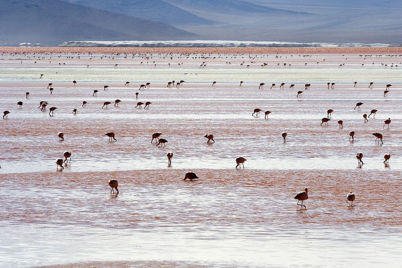 Andean Flamingos (Phoenicopterus andinus), Laguna Colorada, Bolivia – Author: Luca Galuzzi – CC BY-SA 2.5