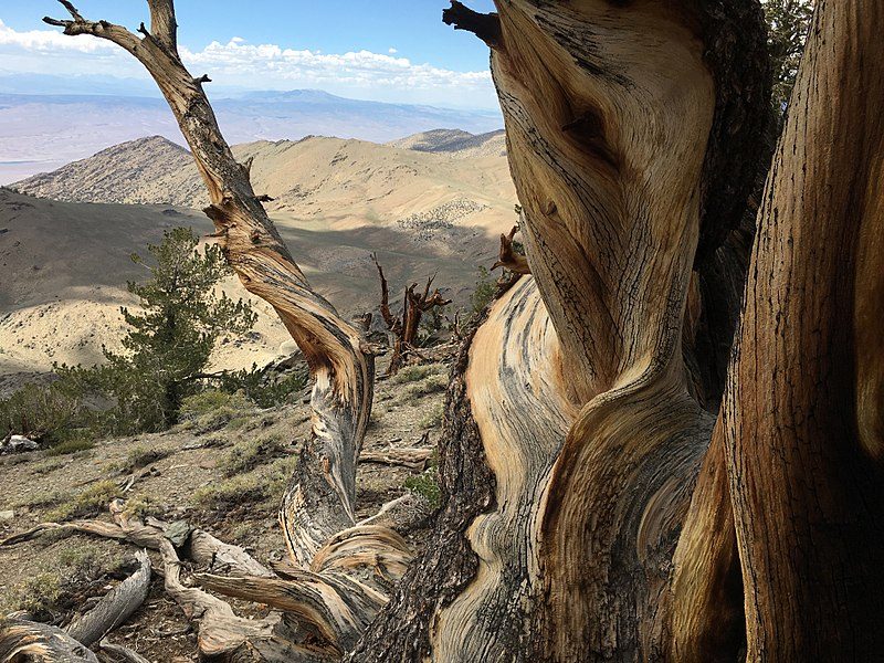 Bristlecone pine forest Janine sprout – Author: Janine Sprout – CC BY-SA 4.0
