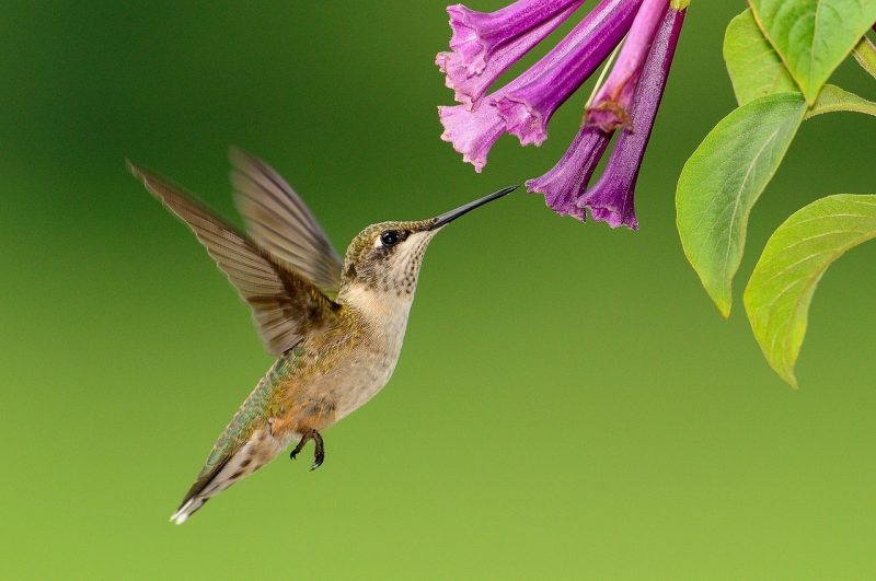 Fast habits of Hummingbirds