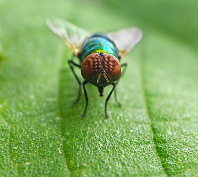 It’s hard to believe that houseflies are from Earth sometimes.