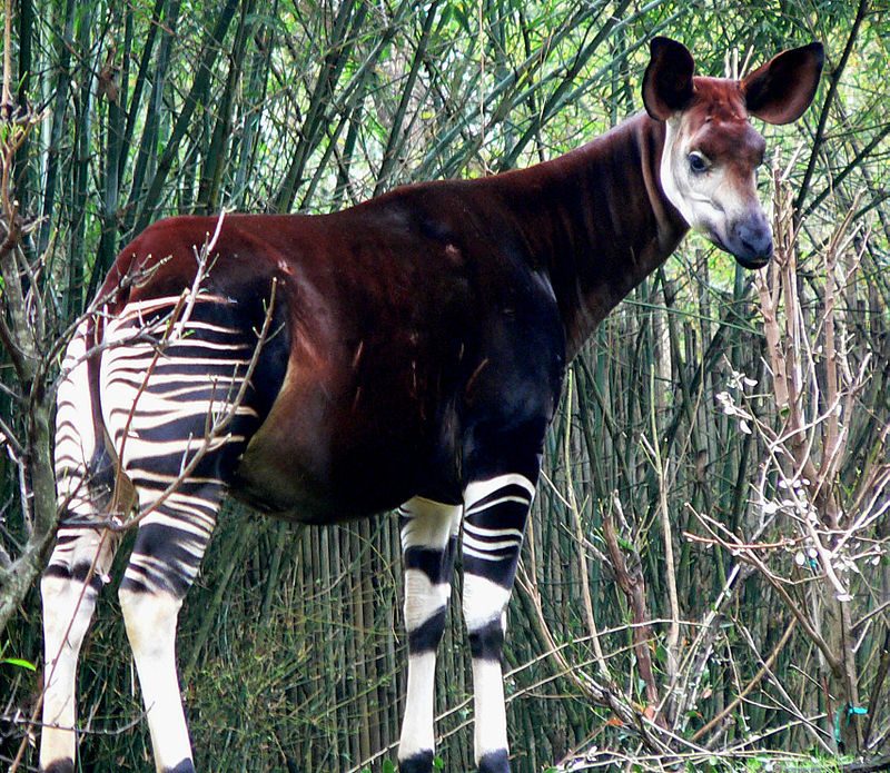 Okapi at Disney’s Animal Kingdom – Author: Raul654 – CC BY-SA 3.0