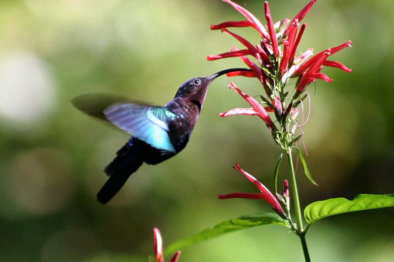 Hummingbirds are a wonder to watch.