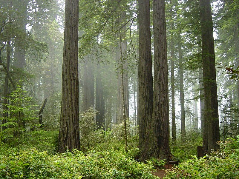 Coast redwood forest and understory plants — in Redwood National Park, California – Author: Michael Schweppe – CC BY-SA 2.0