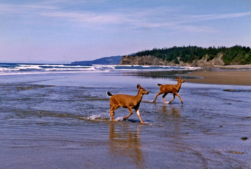 Shi Shi Beach two deer – Author: Ron Clausen – CC BY-SA 4.0