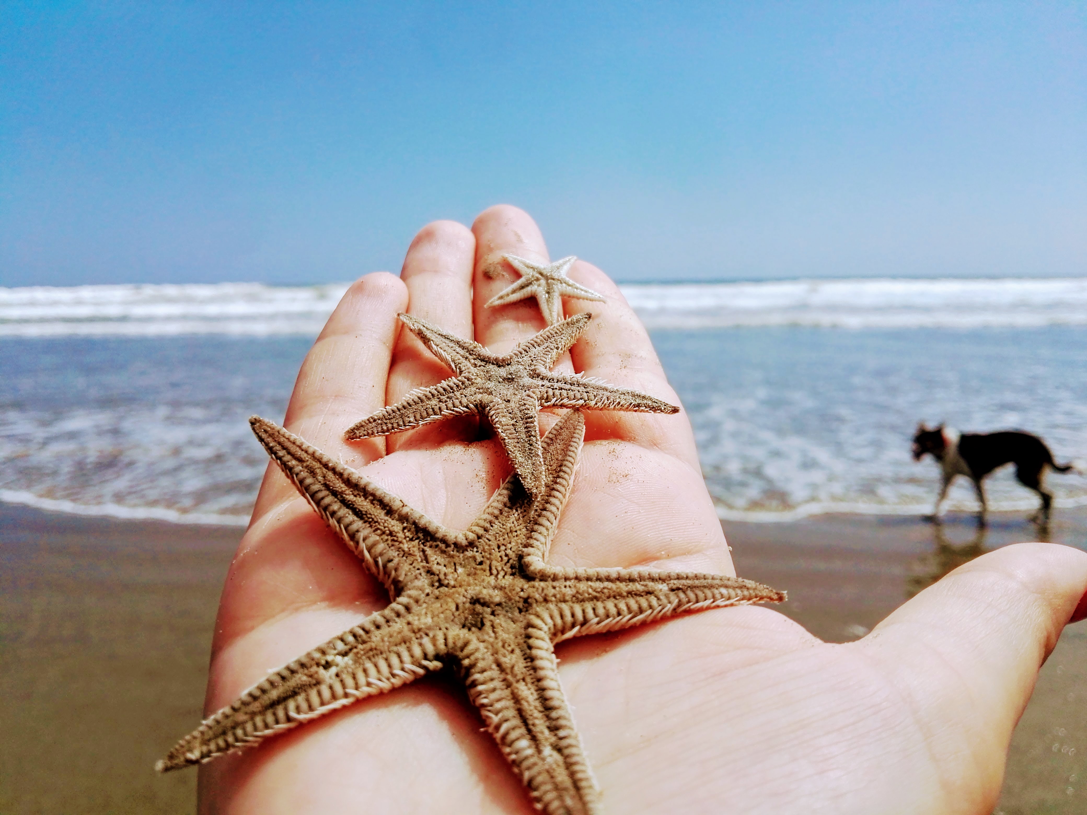 A starfish from the Pacific - Author: Stef Zisovska