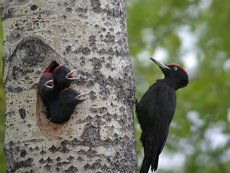 A male black woodpecker attending its chicks – Author: Alastair Rae – CC BY-SA 2.0