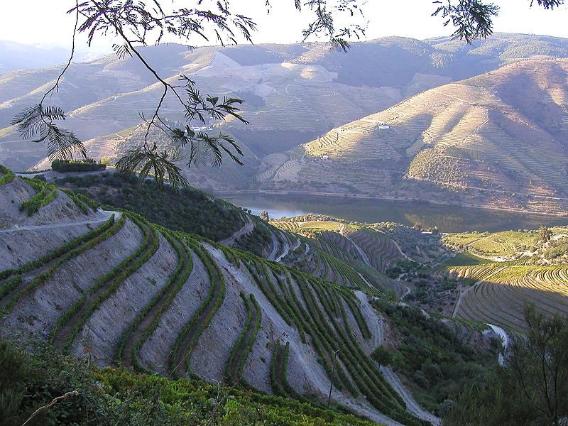 The grapevine terraces in the Douro Valley – Author: Bruno Rodrigues – CC BY-SA 3.0