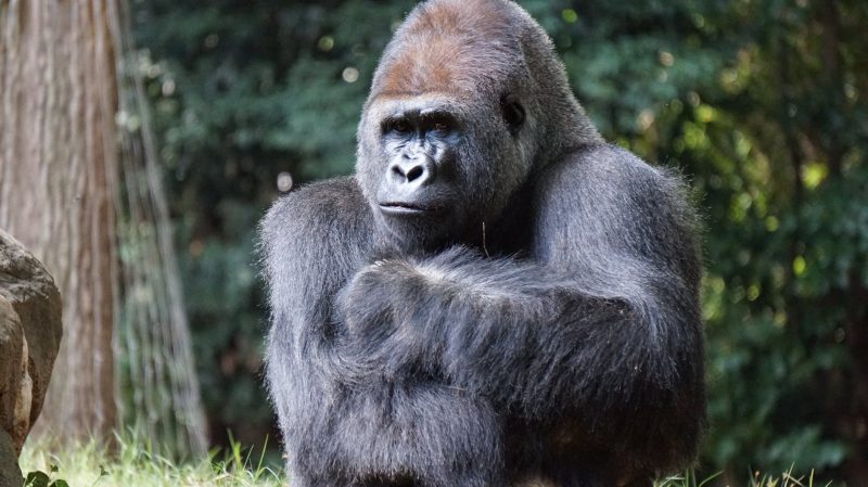 Gorillas are a critically endangered species.