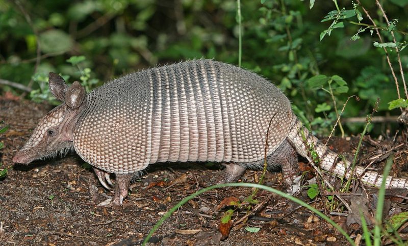 A nine-banded armadillo in the Green Swamp, central Florida – Author: http://www.birdphotos.com – CC BY 3.0