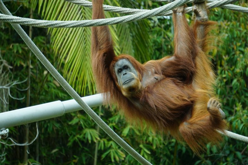 Orangutans are native to the islands of Borneo and Sumatra.