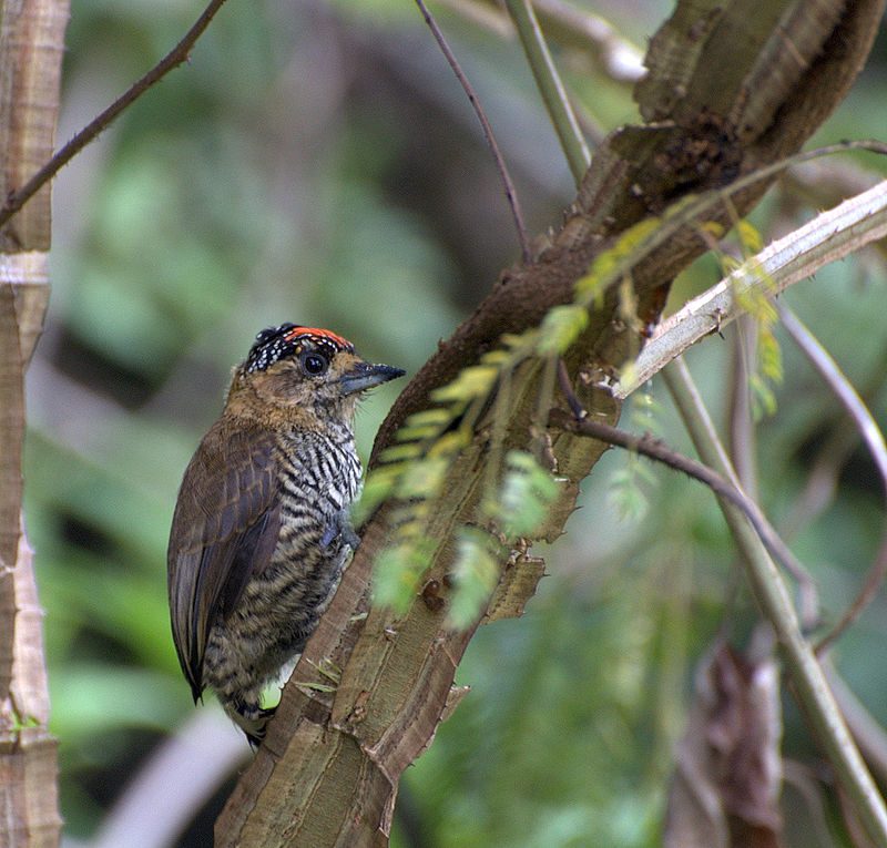 Ochre-collared piculet – Author: Dario Sanches – CC BY-SA 2.0