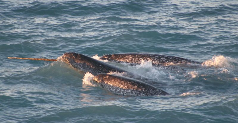 A pod of narwhals. Note the spiral configuration of the single tusk – Author: Dr. Kristin Laidre