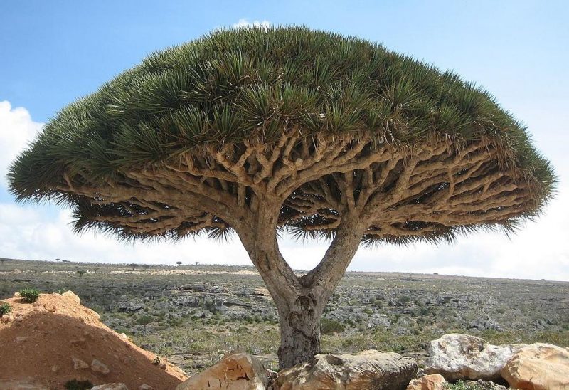 Socotra dragon tree – Author: User: Boriskhv – CC BY-SA 4.0