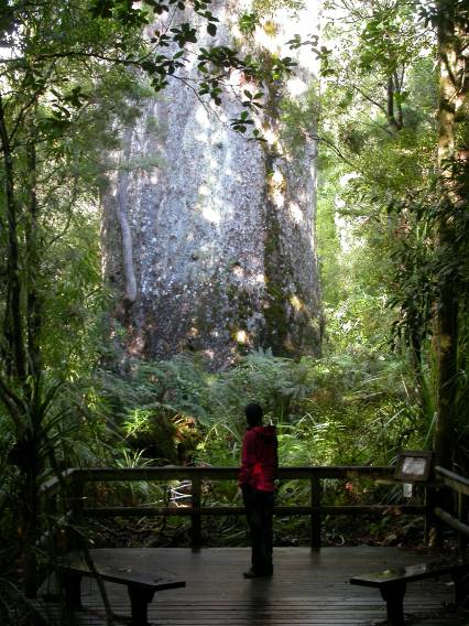 Kauri Tree. Author: Colin Henein – CC BY-SA 3.0