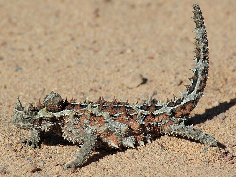 A thorny dragon in Western Australia – Author: KeresH – CC BY-SA 4.0