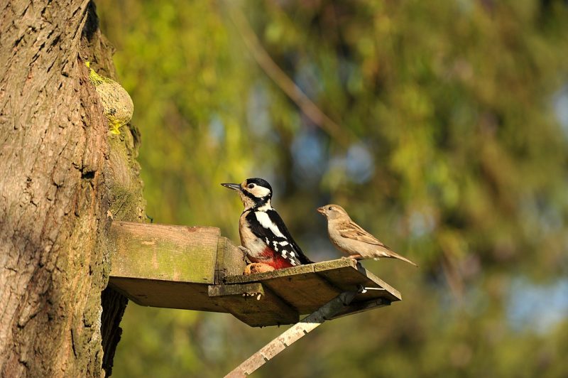A woodpecker searching for a home