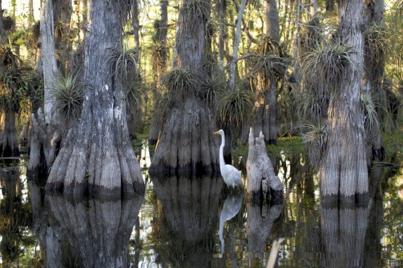Everglades National Park cypress trees.