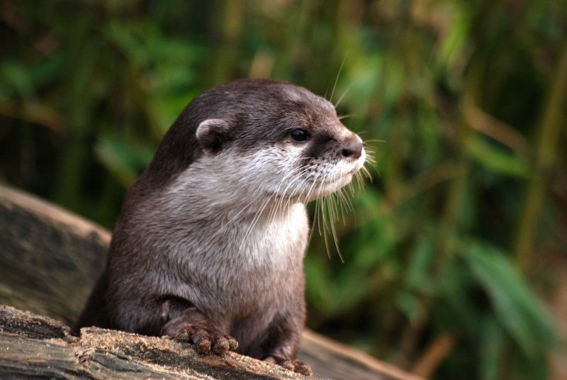 Numbers of otters are decreasing more and more each year