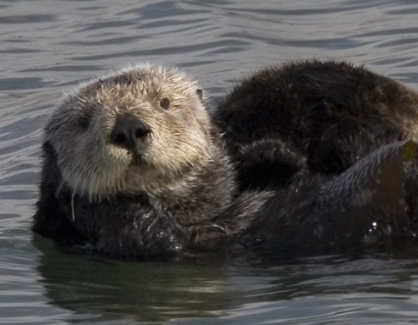 Otters always hunt underwater.