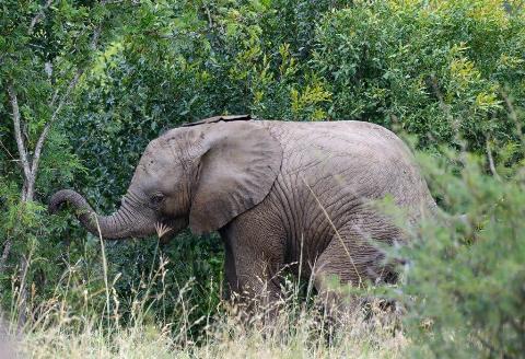 baby elephant south africa