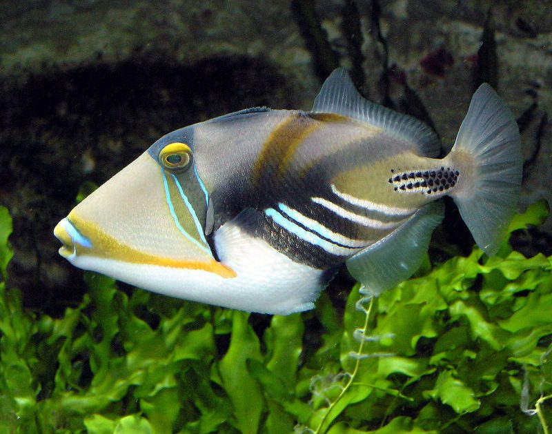 He also lived off Triggerfish