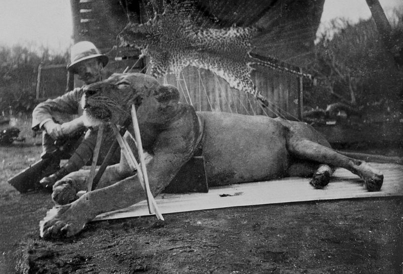 On display – the first lion killed by Patterson
