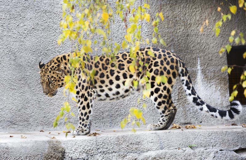 The Amur leopard is a predatory mammal of the cat family