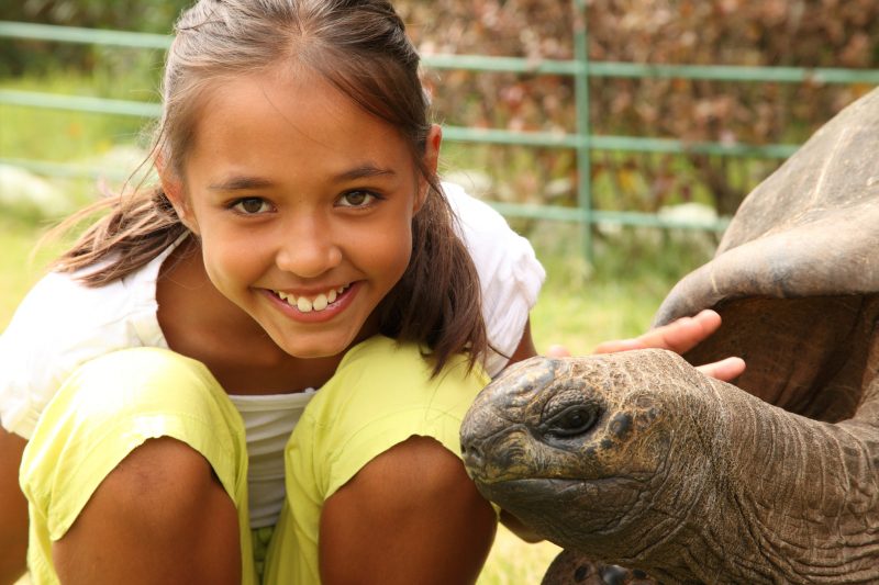 A young school girl visiting Jonathan the famous giant tortoise on St. Helena Island
