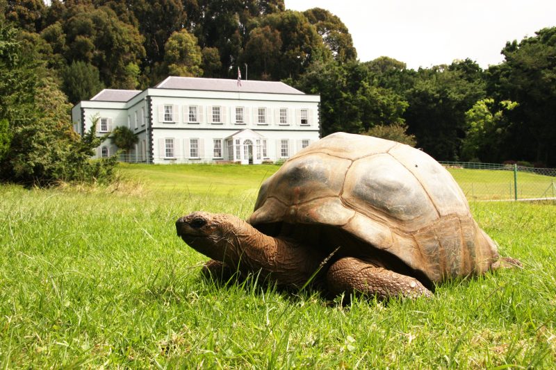 Giant tortoise Jonathan estimated 150 to 200 years at Plantation House, St. Helena Island