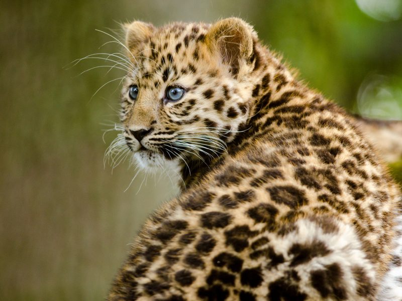 Amur Leopard cubs often become prey for other animals