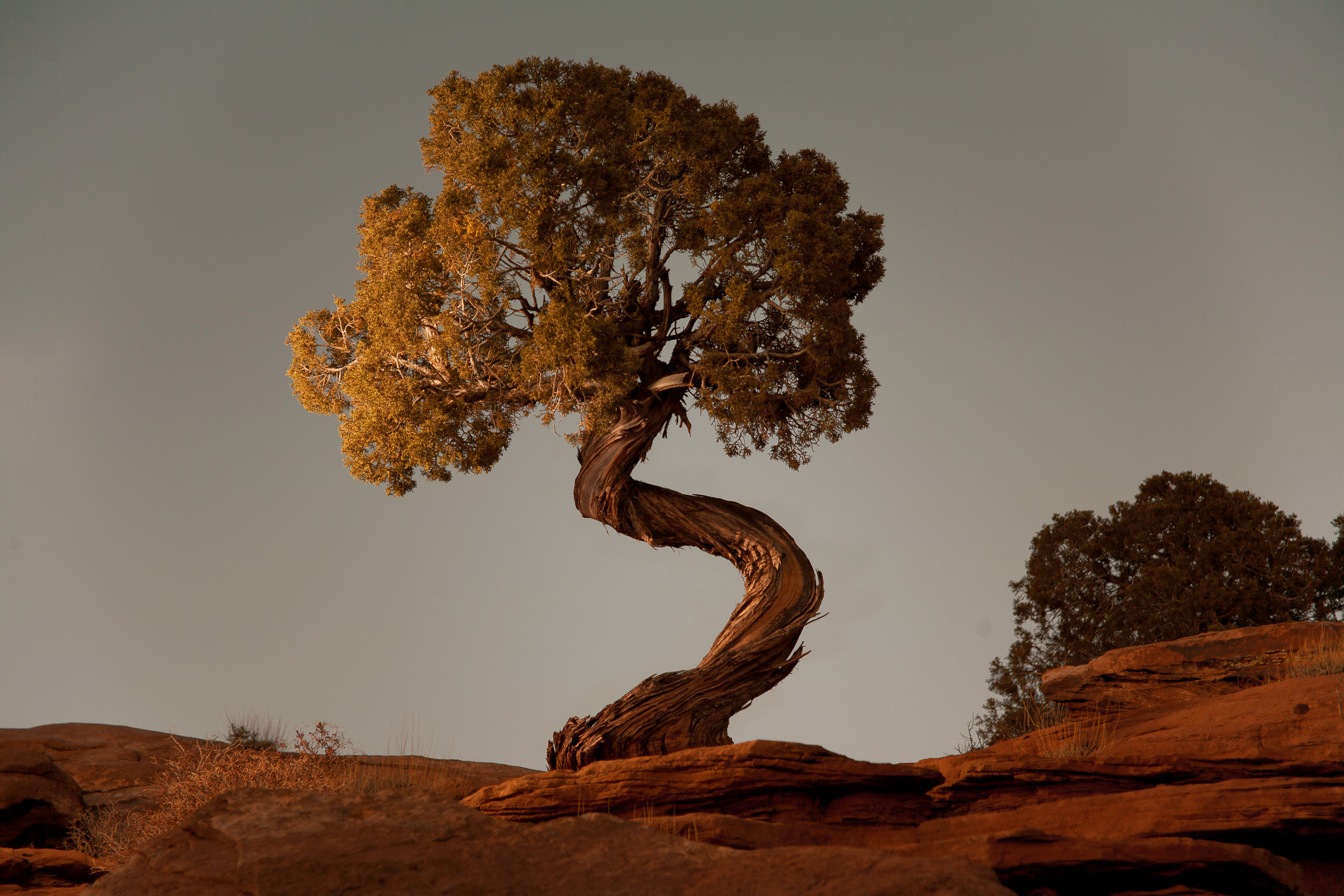 Stock Images. A spiral juniper tree at Deadhorse Point State Park near Moab, Utah