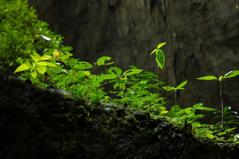 Plants among rocks in Sơn Đoòng Cave, the largest cave in the world