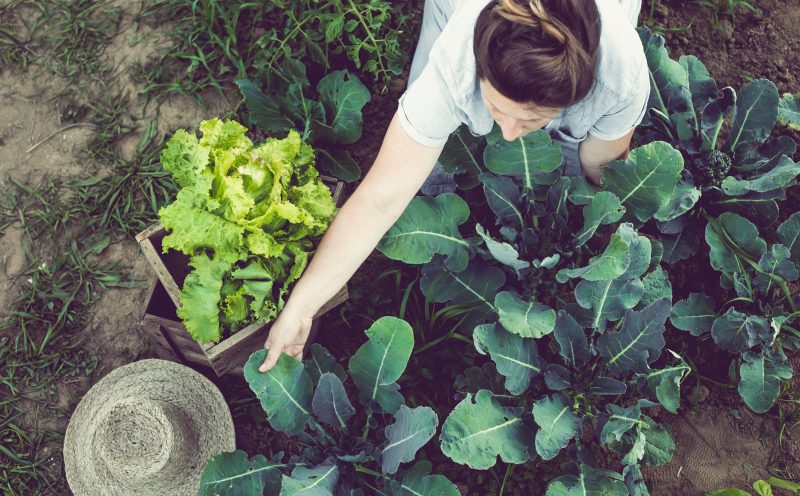 Harvesting and Storing Home Garden Vegetables
