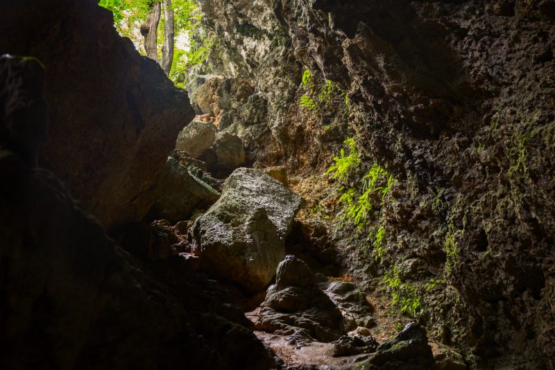 Mystery cave entrance with rocks and green plants