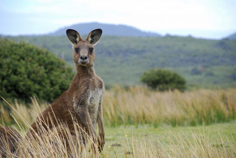 Kangaroos have attacked people in the past. It’s not uncommon.