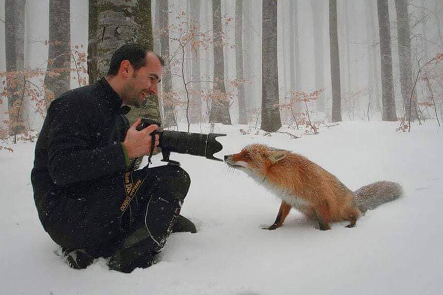 fox confused by camera