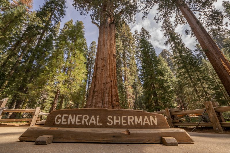 The largest tree in the world. Mr. General Sherman!