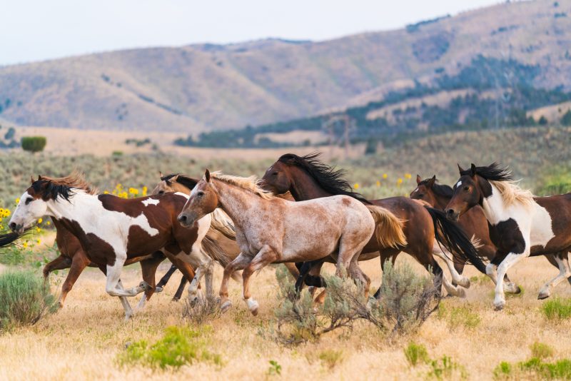 Wild horses running were caught and trained.