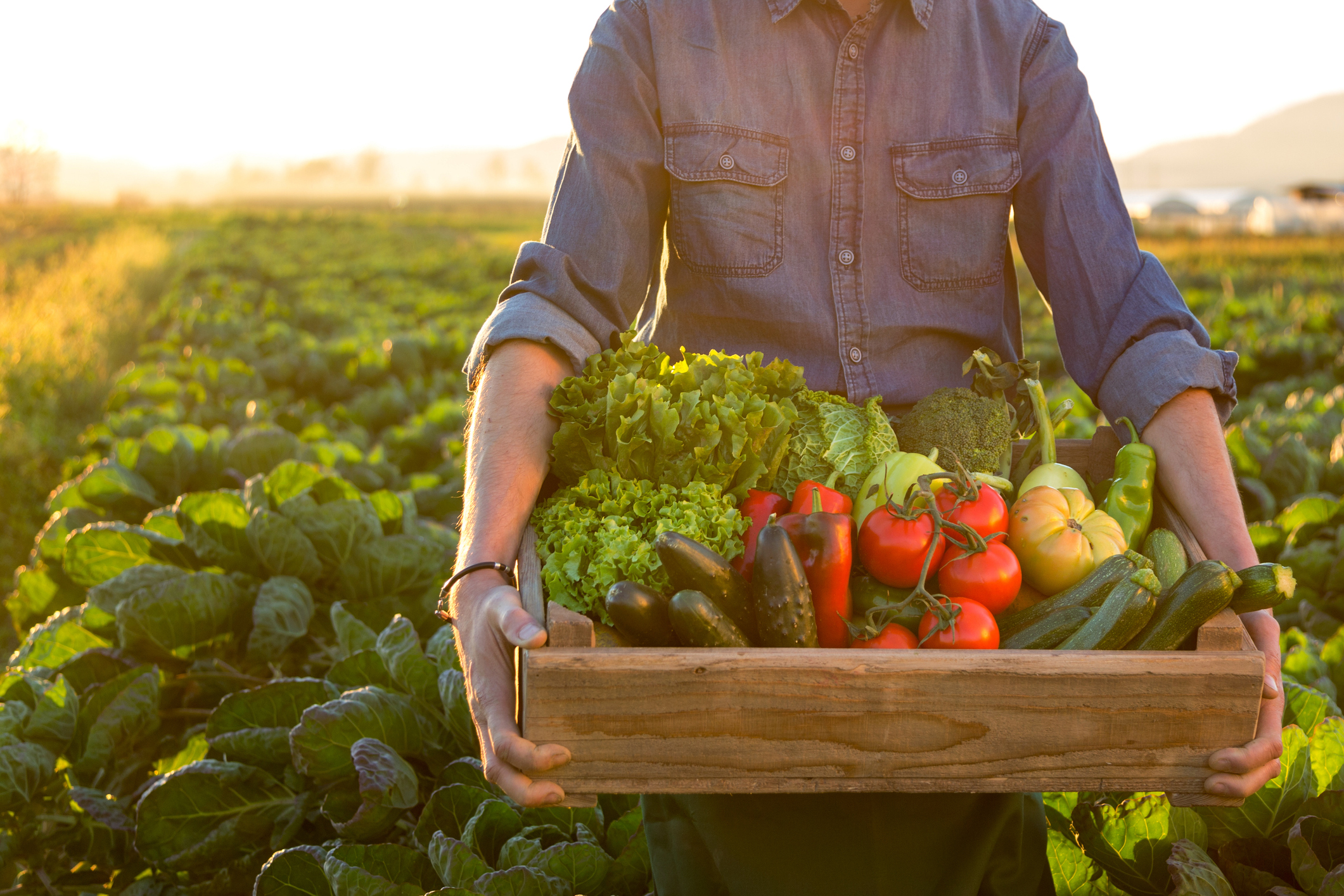 In a long-term survival situation, knowing how to grow your own food may be essential. 