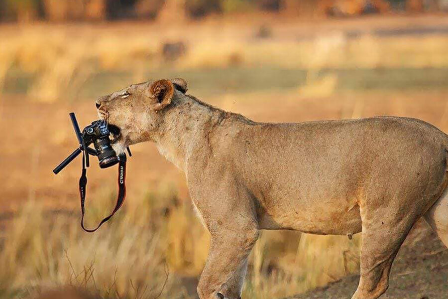 lion steals camera from photographer