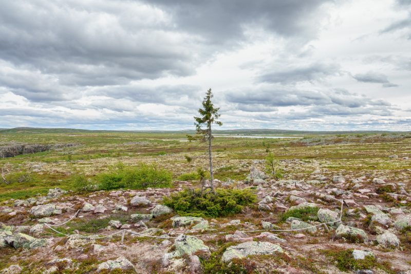 View at Old Tjikko –  an old spruce tree on a mountain plateau. How long has it been here?