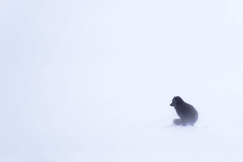 arctic fox rescue in canada on glacier