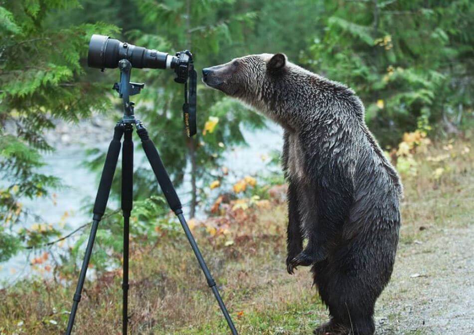bear with camera
